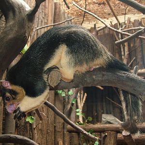 Grizzled Giant Squirrel at Ostrava, 29/05/10