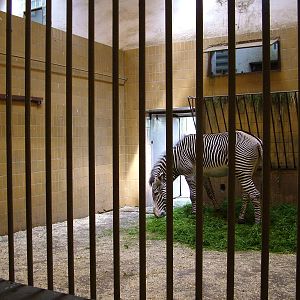 Zebra Stall at Ostrava, 29/05/10