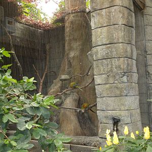 Tropical American Rainforest - Macaws