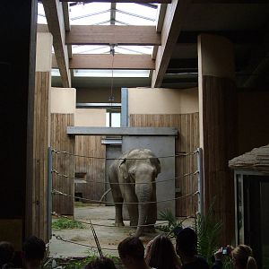 Elephant House interior at Ostrava, 29/05/10