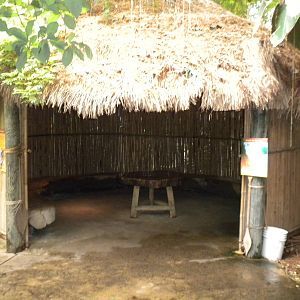 Tropical American Rainforest