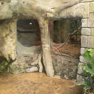 Tropical American Rainforest