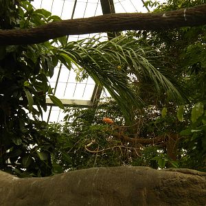 Tropical American Rainforest - Spoonbill