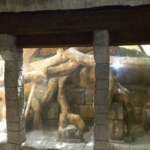 Tropical American Rainforest - Jaguar