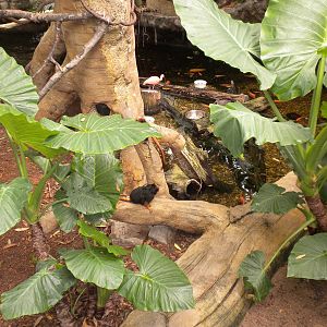 Tropical American Rainforest - Golden Headed Lion Tamarins