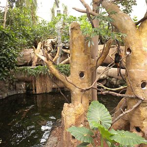 Tropical American Rainforest - Golden Headed Lion Tamarins