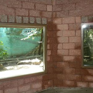 Tropical American Rainforest - Jaguar