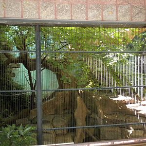 Tropical American Rainforest - Jaguar