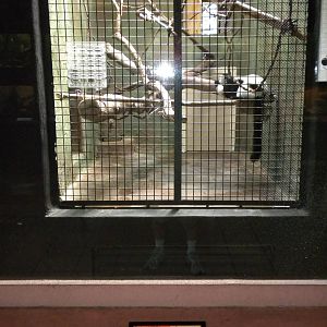 Conservation Center - Black and White Ruffed Lemurs