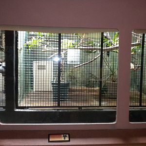 Conservation Center - White Faced Sakis