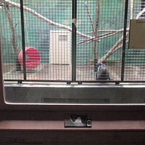 Conservation Center - Diana Monkey