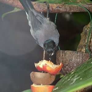 Black-headed Sibia at Ostrava, 29/05/10