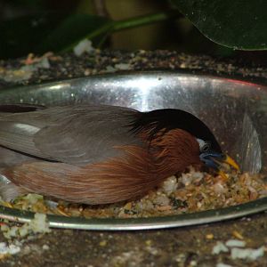 Pagoda Starling at Ostrava, 29/05/10