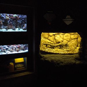 Conservation Center - Aquatic gallery