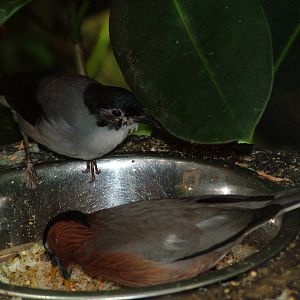 Interesting bird table at Ostrava, 29/05/10