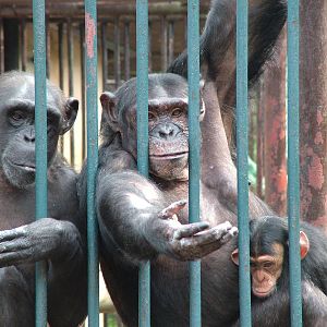 Chimps begging at Ostrava, 29/05/10