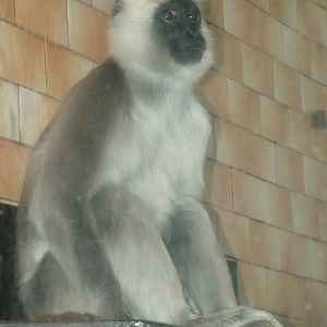 Terai Grey Langur at Ostrava, 29/05/10