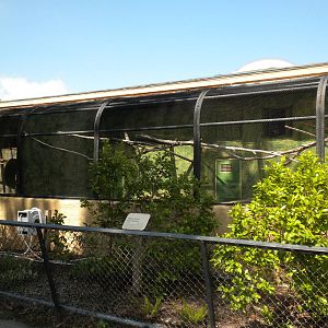 Conservation Center - Outdoor Monkey cages