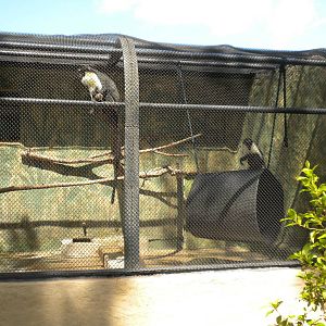 Conservation Center - Outdoor Monkey cages