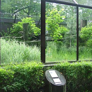 Geoffroy's Cat exhibit at Ostrava, 29/05/10