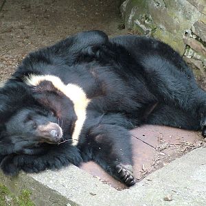 Asian Black Bear at Ostrava, 29/05/10
