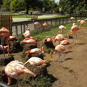 Conservation Center - Caribbean Flamingos