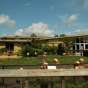 Conservation Center - Caribbean Flamingos