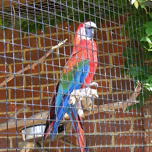 Green-winged macaw at Birdworld, 20 June 2010