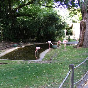 Enclosure for Chilean flamingoes at Birdworld, 20 June 2010