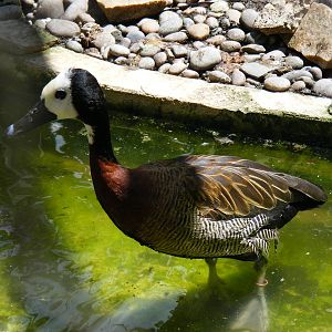 White-faced whistling duck at Birdworld, 20 June 2010