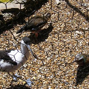Pied avocet, ringed teal and lilac-breasted roller at Birdworld, 20 June 20