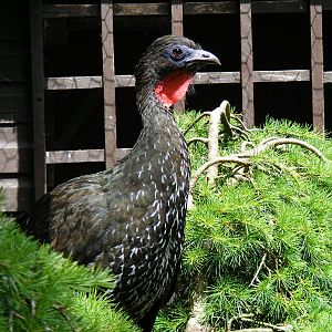 Crested guan at Birdworld, 20 June 2010