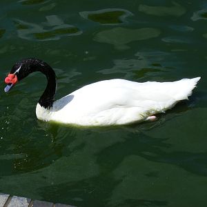 Black-necked swan at Birdworld, 20 June 2010