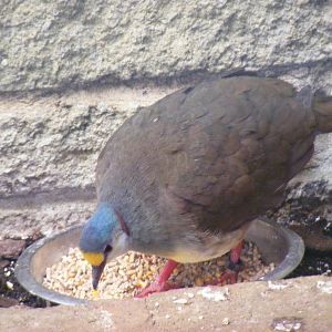 Sulawesi ground-dove at Birdworld, 20 June 2010