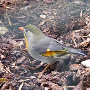 Pekin robin at Birdworld, 20 June 2010
