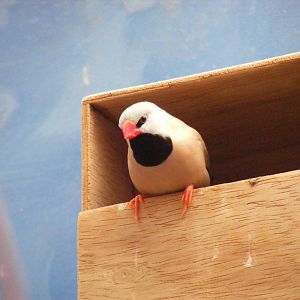 Heck's grassfinch at Birdworld, 20 June 2010
