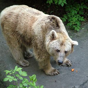 Syrian Brown Bear at Ostrava, 29/05/10