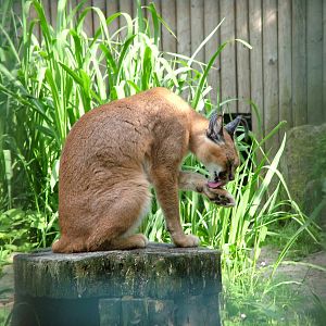 Caracal at Ostrava, 29/05/10