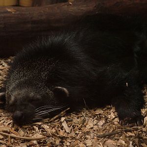 Binturong at Ostrava, 29/05/10