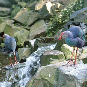 Purple Swamphens at Ostrava, 29/05/10