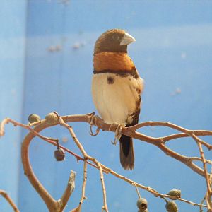 Chestnut-breasted mannikin at Birdworld, 20 June 2010