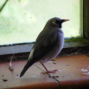 Wattled starling at Birdworld, 20 June 2010