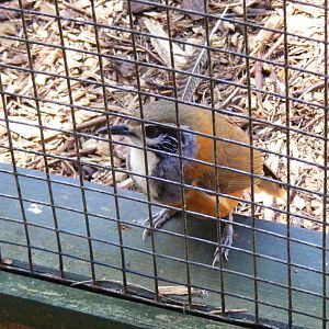Greater necklaced laughing thrush at Birdworld, 20 June 2010