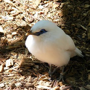 Bali starling at Birdworld, 20 June 2010