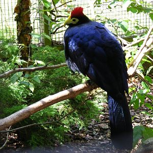 Lady Ross's turaco at Birdworld, 20 June 2010