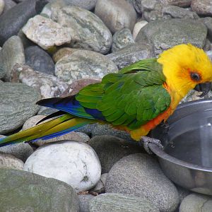 Jandaya conure at Birdworld, 20 June 2010
