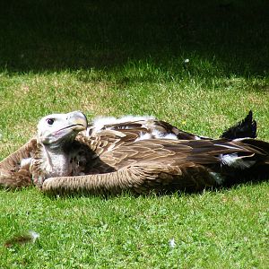 Lappet faced vulture at Birdworld, 20 June 2010