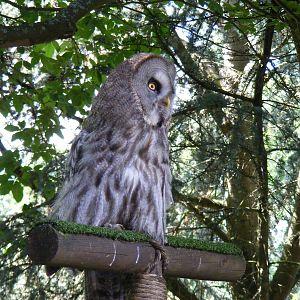 Boris the great grey owl at Birdworld, 20 June 2010