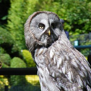 Boris the great grey owl at Birdworld, 20 June 2010