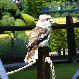 Lou or Harold the laughing kookaburra at Birdworld, 20 June 2010